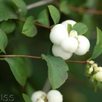 Snowberry